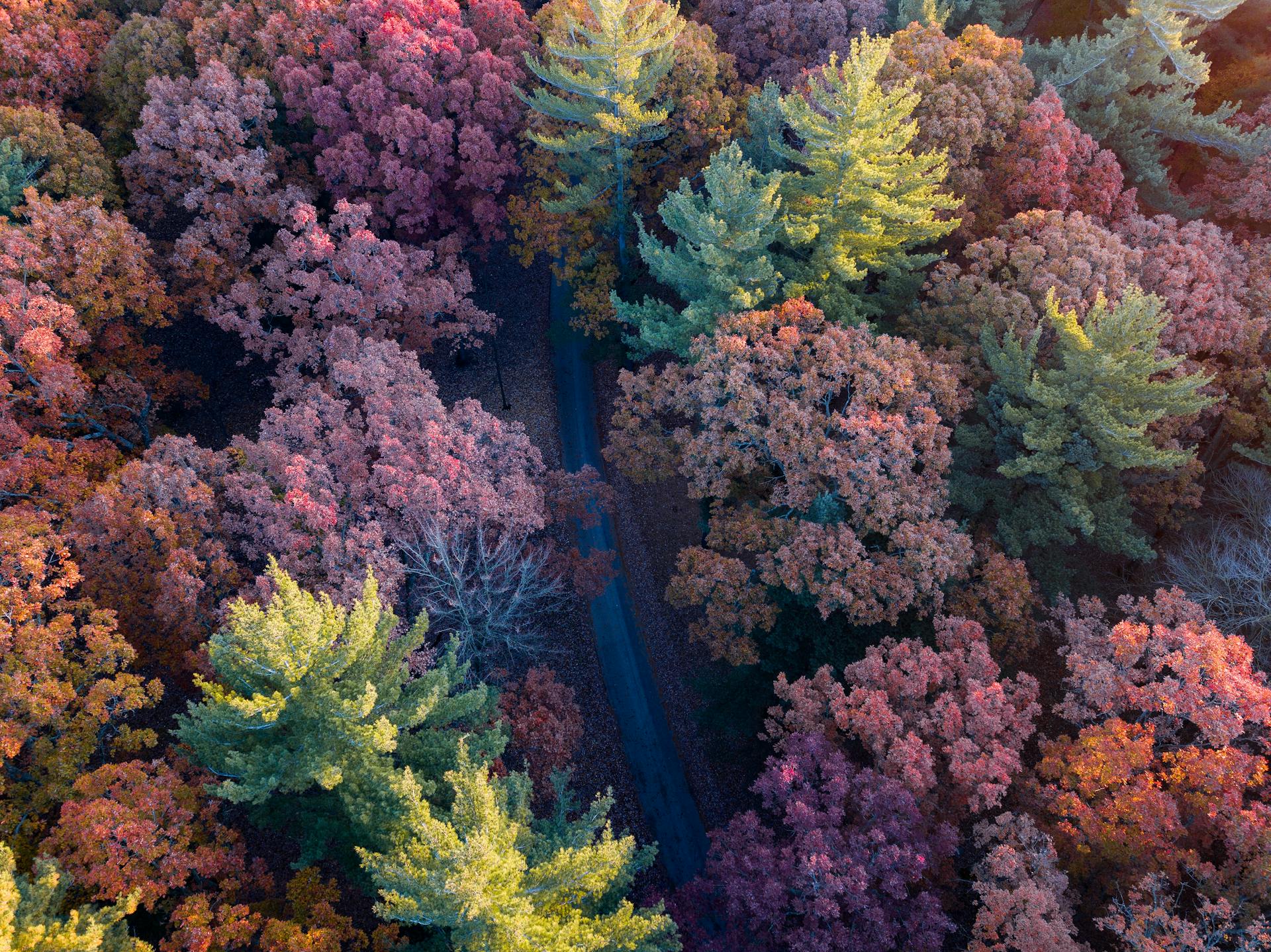 Michigan forest